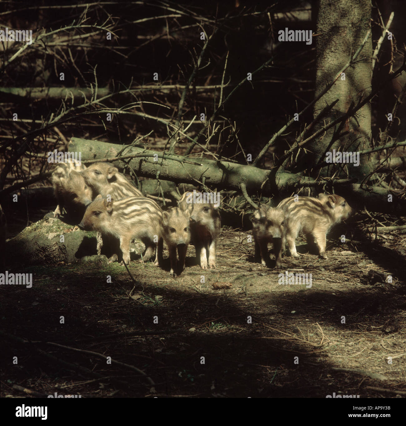 Junge Wildschwein-Ferkel im gefleckten Wald Licht gestreift Stockfoto