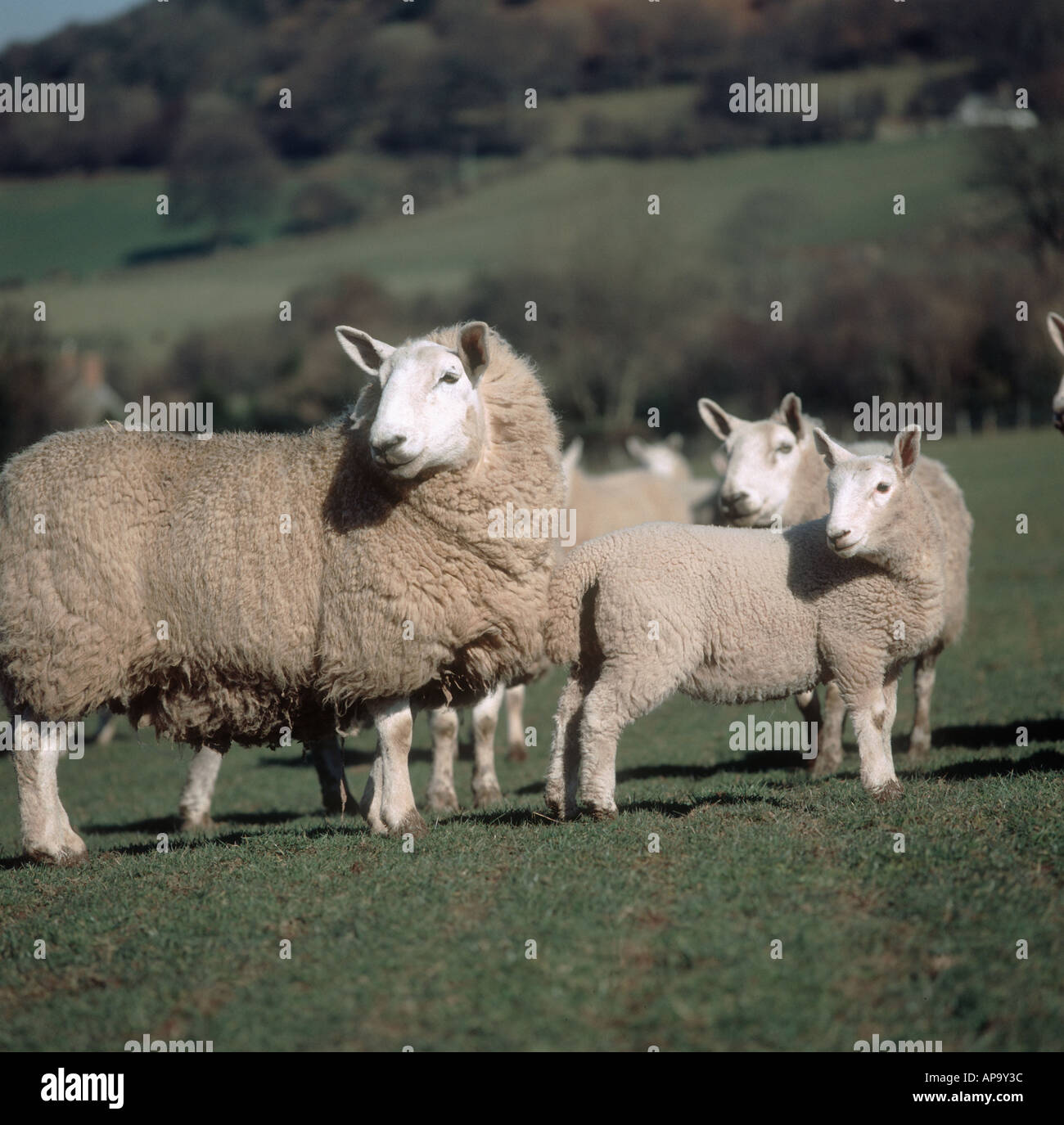North Country Cheviot Schafe und Lämmer, die ihre Köpfe drehen Stockfoto