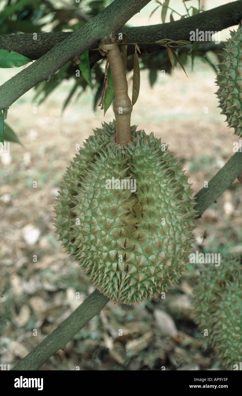 Durian Durio Zibethinus Frucht am Baum Stockfoto