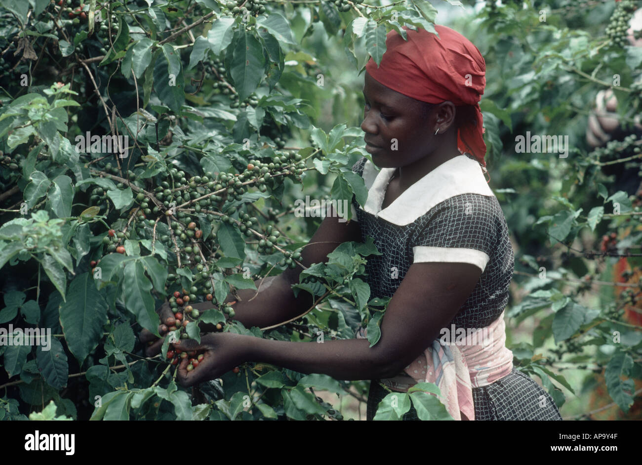Arbeitnehmerin, die Ernte der reifer Beeren der Arabica-Kaffee in Tansania Stockfoto