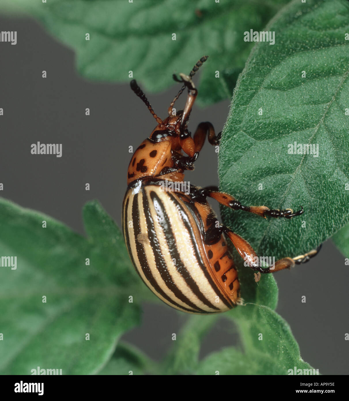 Colorado-Käfer Leptinotarsa Decemlineata Erwachsene auf Kartoffel-Leaf Kanada Stockfoto