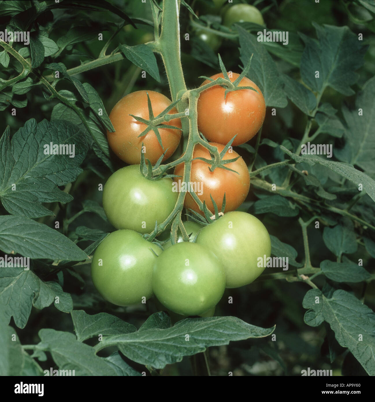 Tomaten Fruchtreife auf dem Dachstuhl in einem UK-Gewächshaus Stockfoto