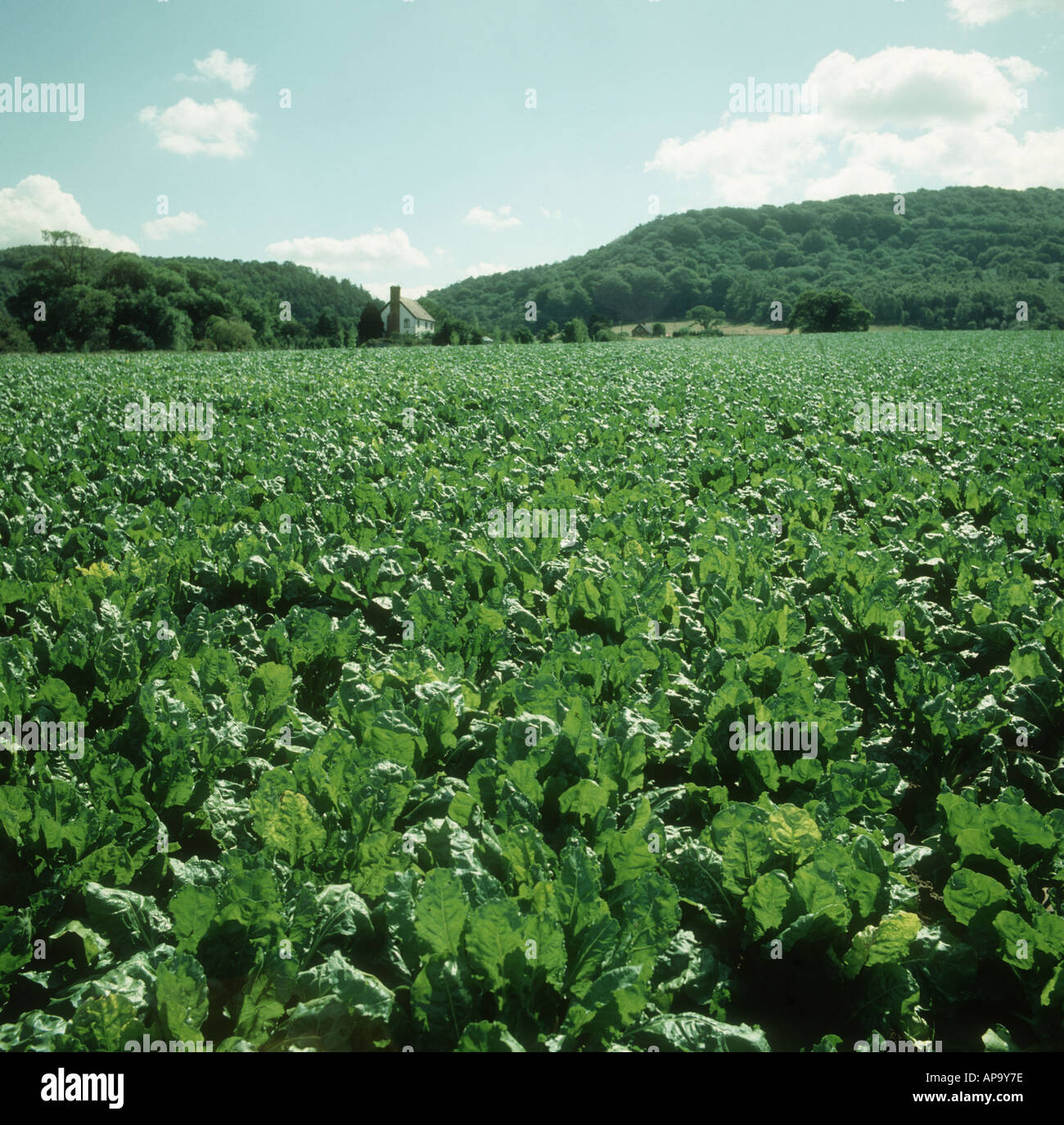 Reife Zuckerrüben-Ernte im Gegenlicht Shropshire suchen Stockfoto