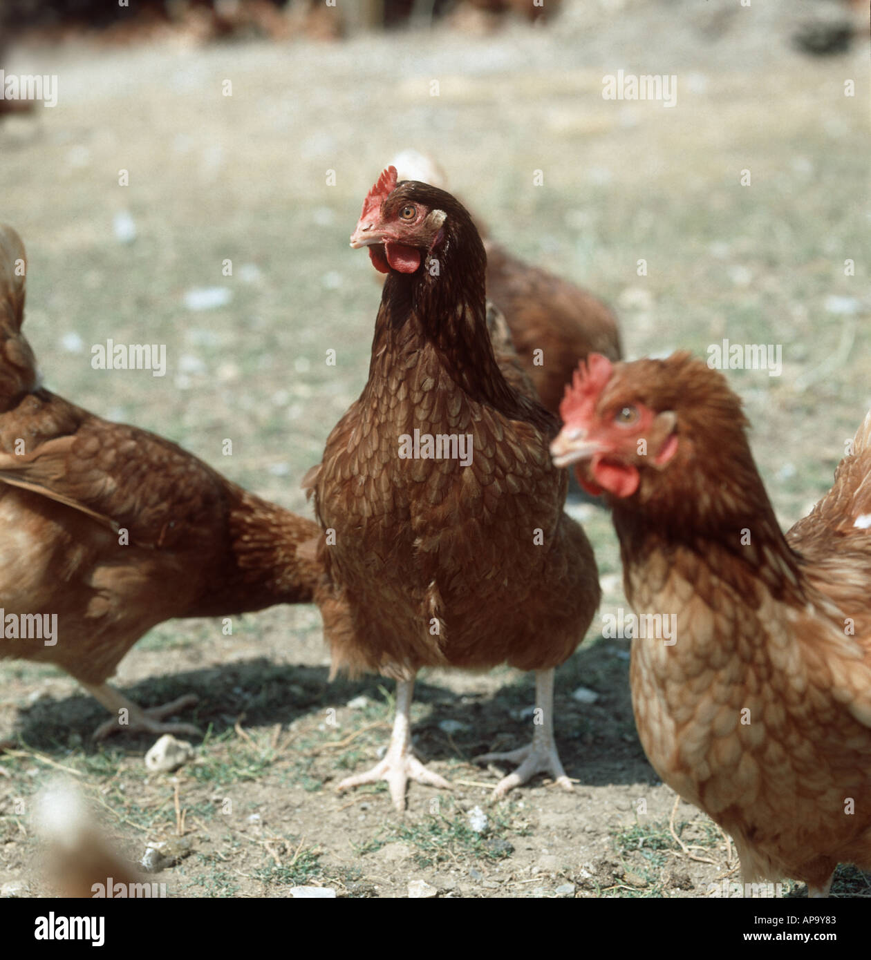 Freilandhaltung Huhn Stockfoto