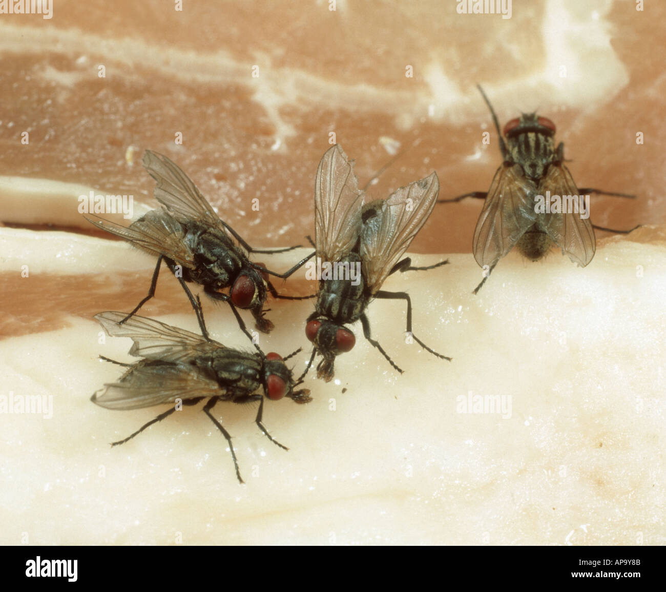 Haus fliegen oder Stubenfliegen Musca Domestica auf Fleisch Stockfoto
