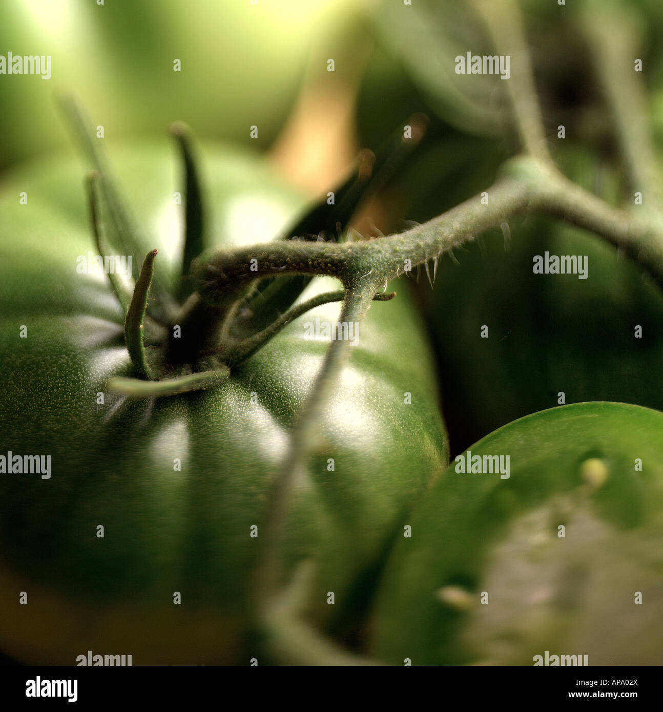 Grüne Tomaten wachsen am Rebstock Stockfoto