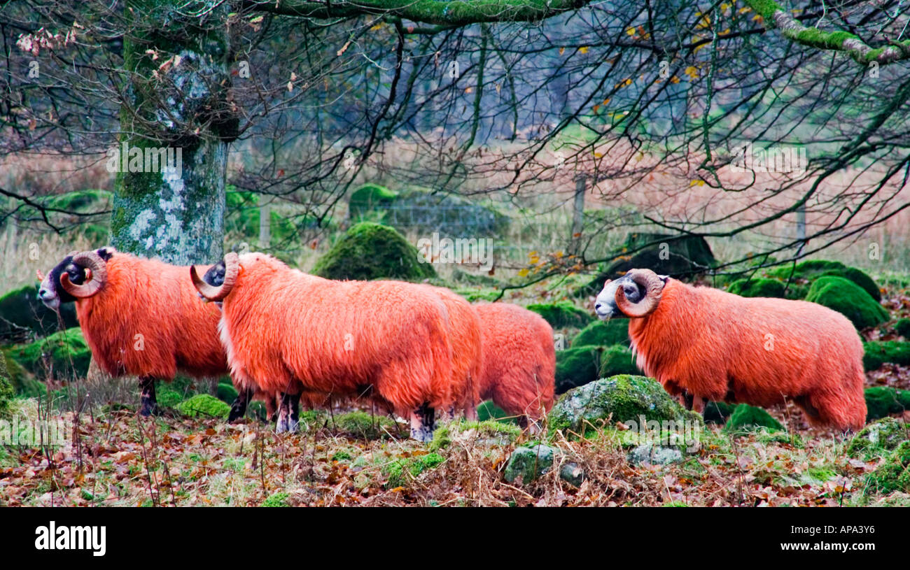 Orange gefärbte Swaledale Schafen in Glen Falloch Schottland Stockfoto