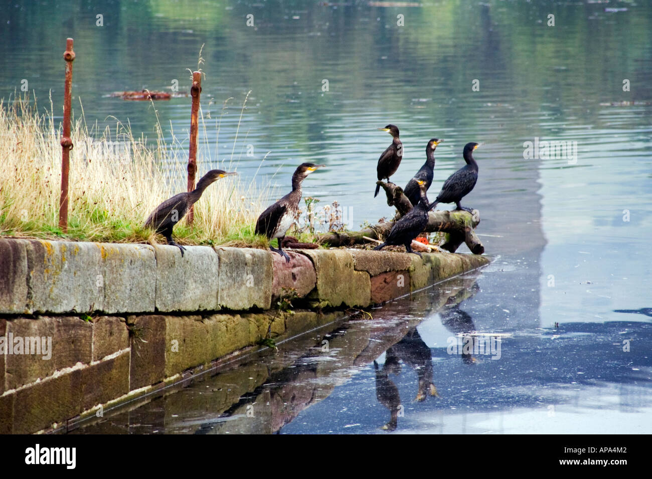 Eine Gruppe von Kormoranen versammelten sich auf dem alten Erskine Fähre Slip Weg neben der Erskine Bridge auf dem Fluss Clyde Stockfoto