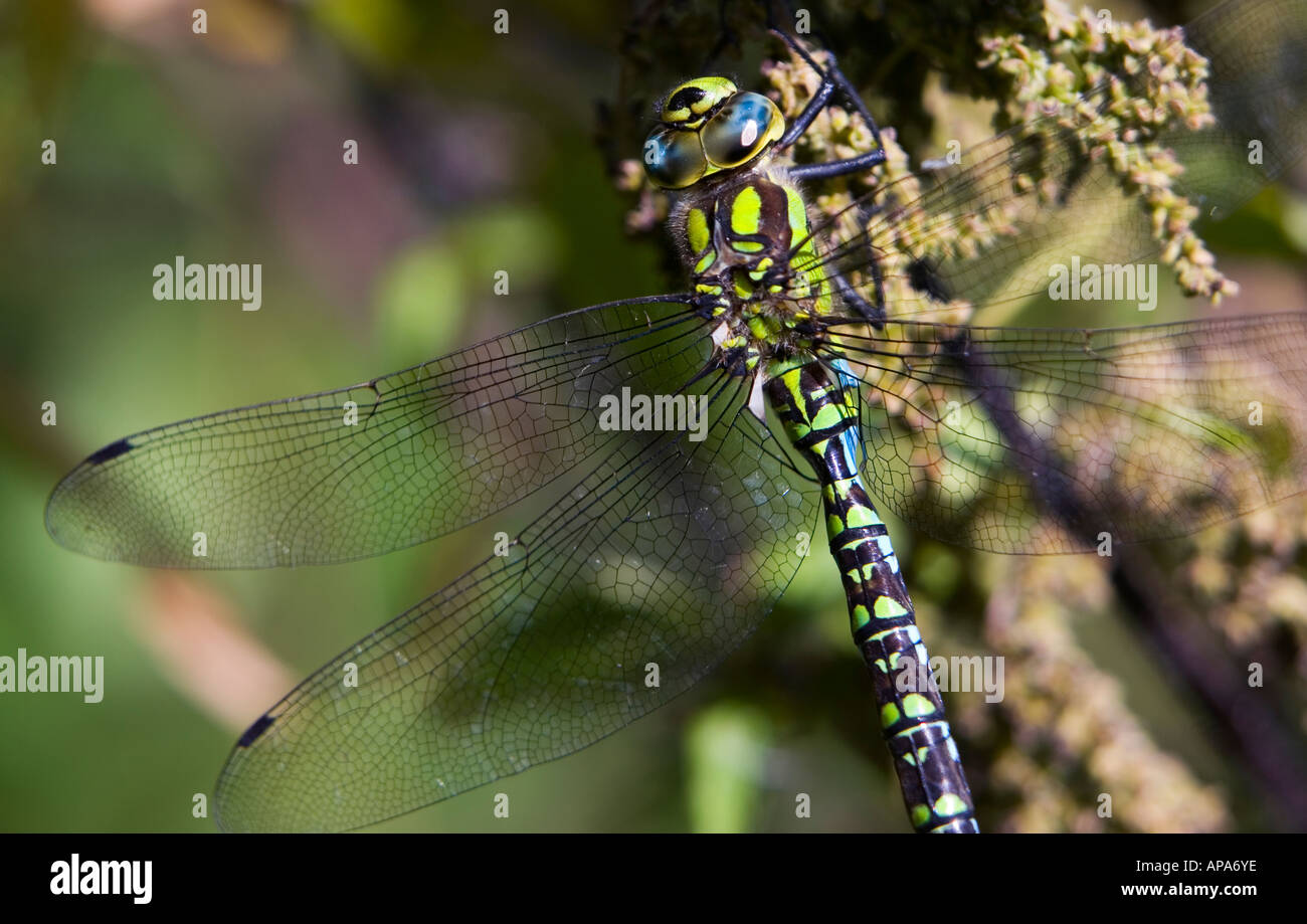 Aeshna Cyanea. Südlichen Hawker Libelle in der englischen Landschaft hautnah Stockfoto