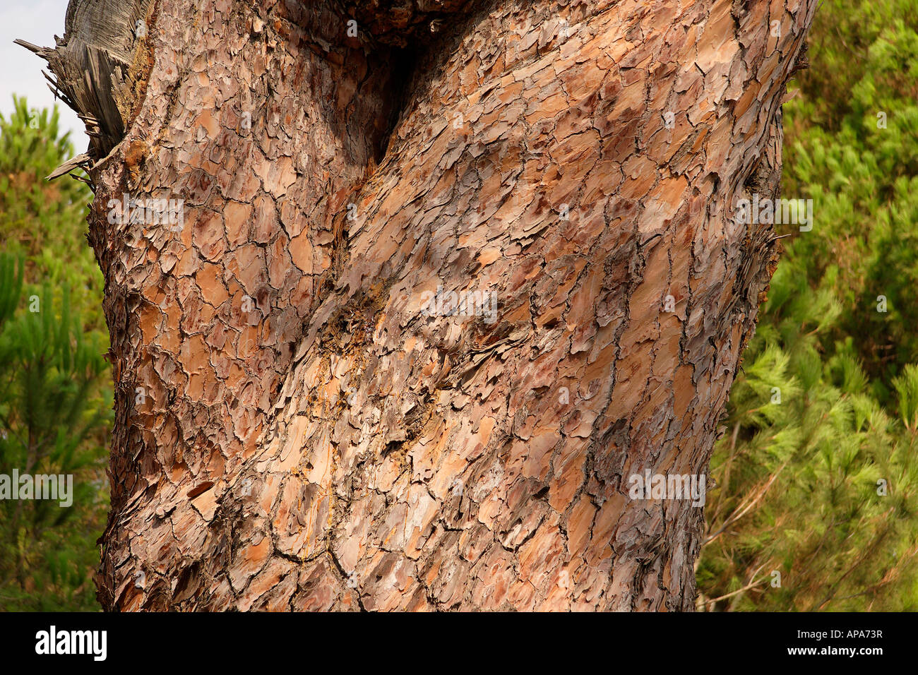 Israel Galiläa den Stamm von einem Stein Kiefer Pinus Pinea in den Bahai-Garten in der Nähe von Akko Stockfoto