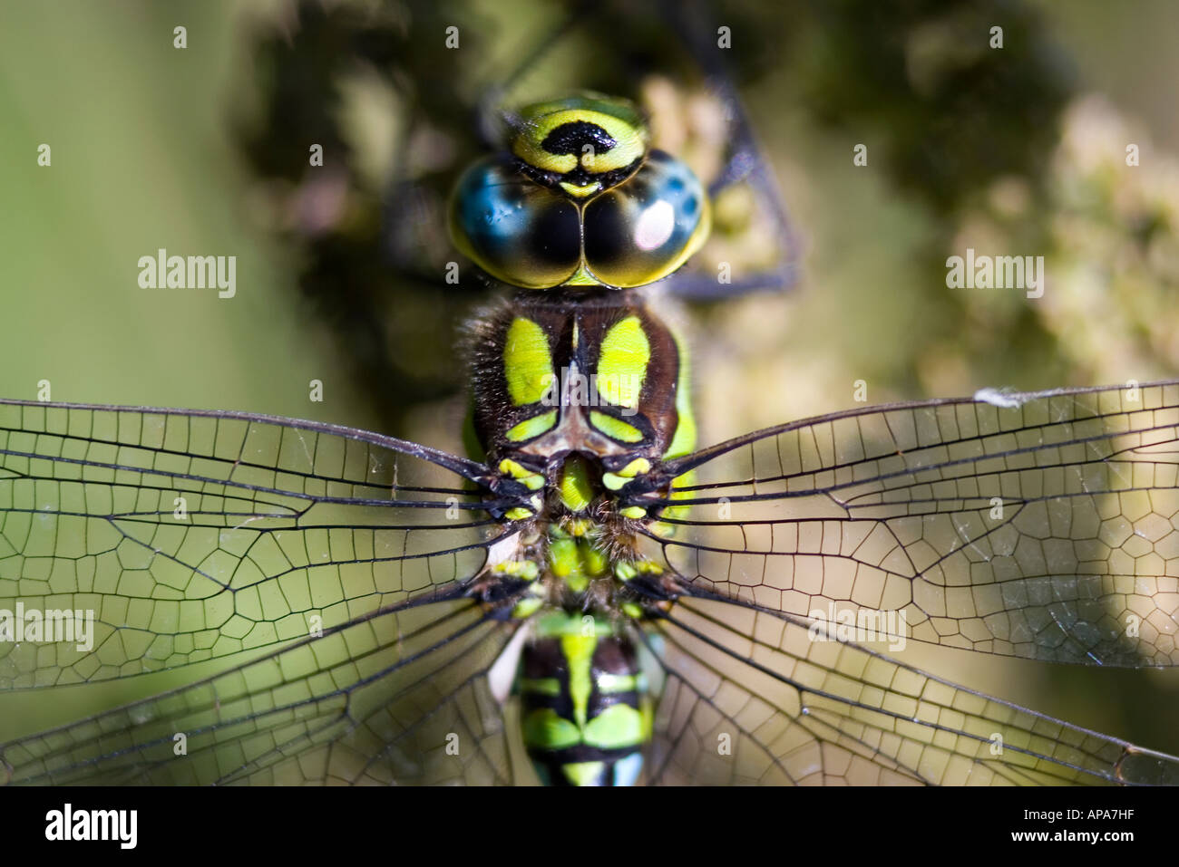 Aeshna Cyanea. Südlichen Hawker Libelle in der englischen Landschaft hautnah Stockfoto