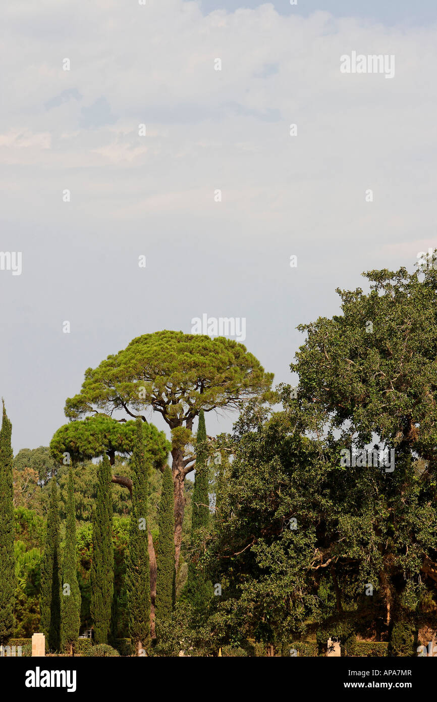 Israel Galiläa Stone Pine Pinus Pinea in den Bahai-Garten in der Nähe von Akko Stockfoto