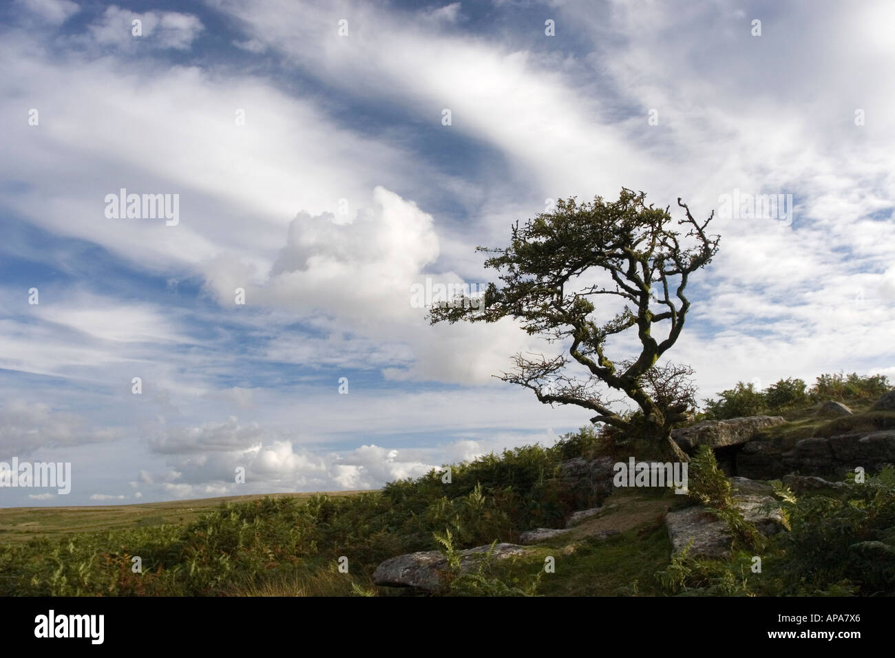 Einsamer Baum auf Dartmoor vor einem bewölkten Himmel. Devon. UK Stockfoto
