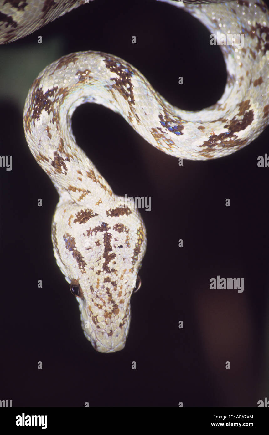 Amazon Tree Boa (Corallus Hortulanus) hängen von Baum wartet auf Beute, Madidi Nationalpark, Bolivien Stockfoto