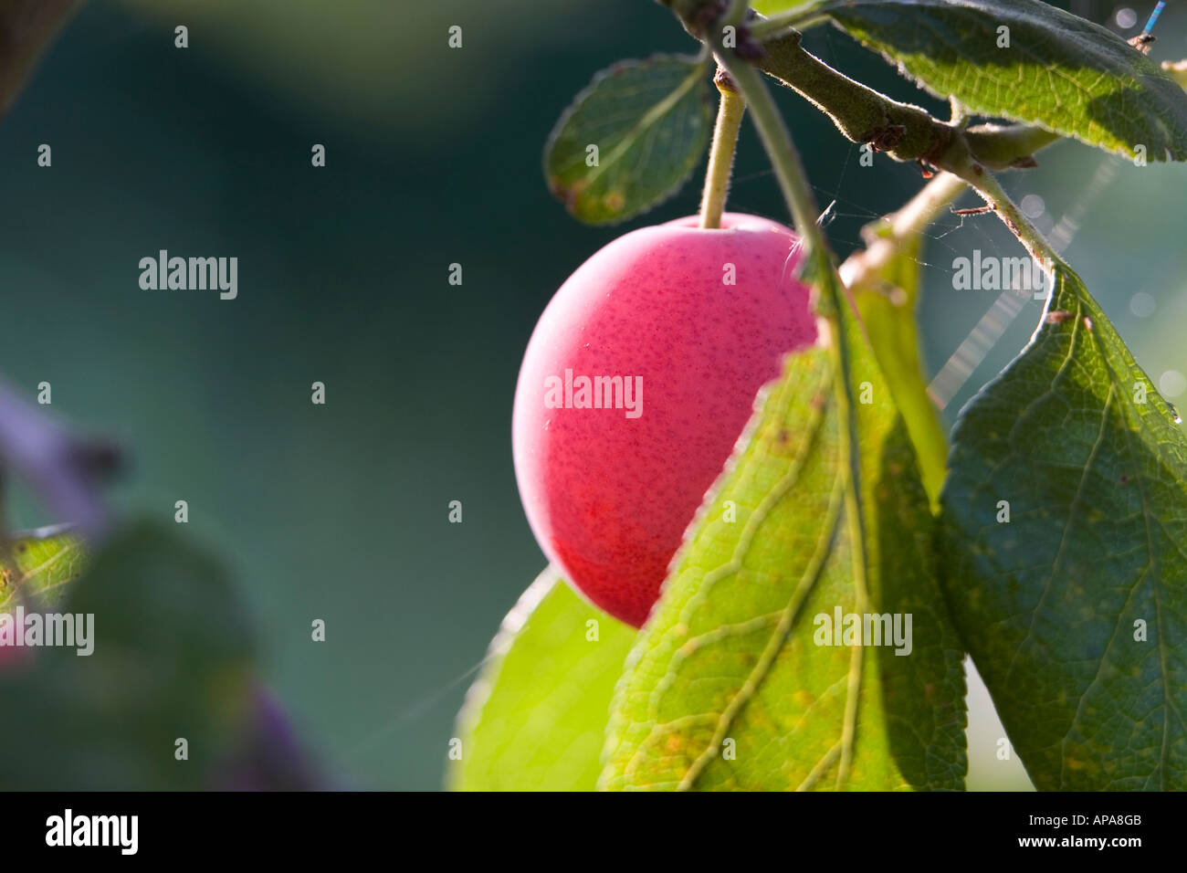 Prunus Domestica. Victoria Pflaume auf Baum Stockfoto