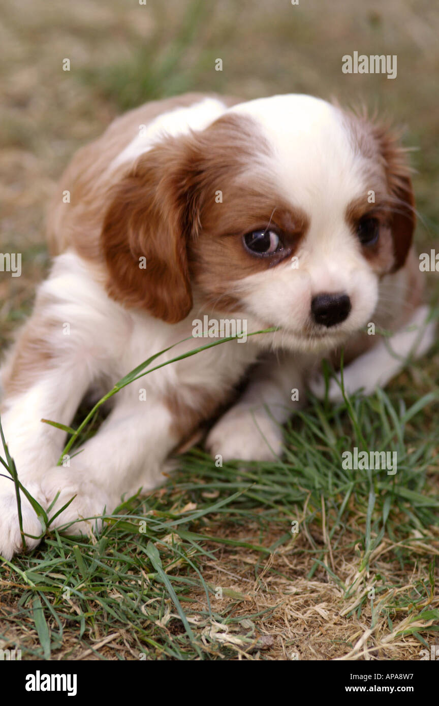 Cavalier King Charles Puppy ziehen auf Rasen Stockfoto