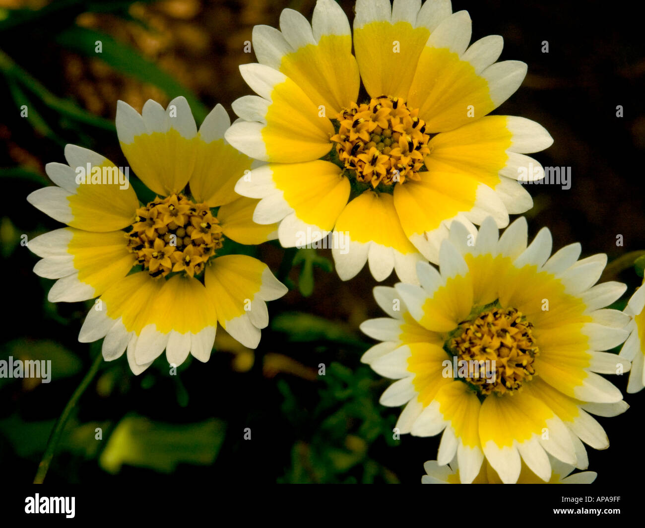 Gelbe und weiße ordentlich Tipps Layia sp an Vina Plains Preserve Sacramento Valley California Stockfoto