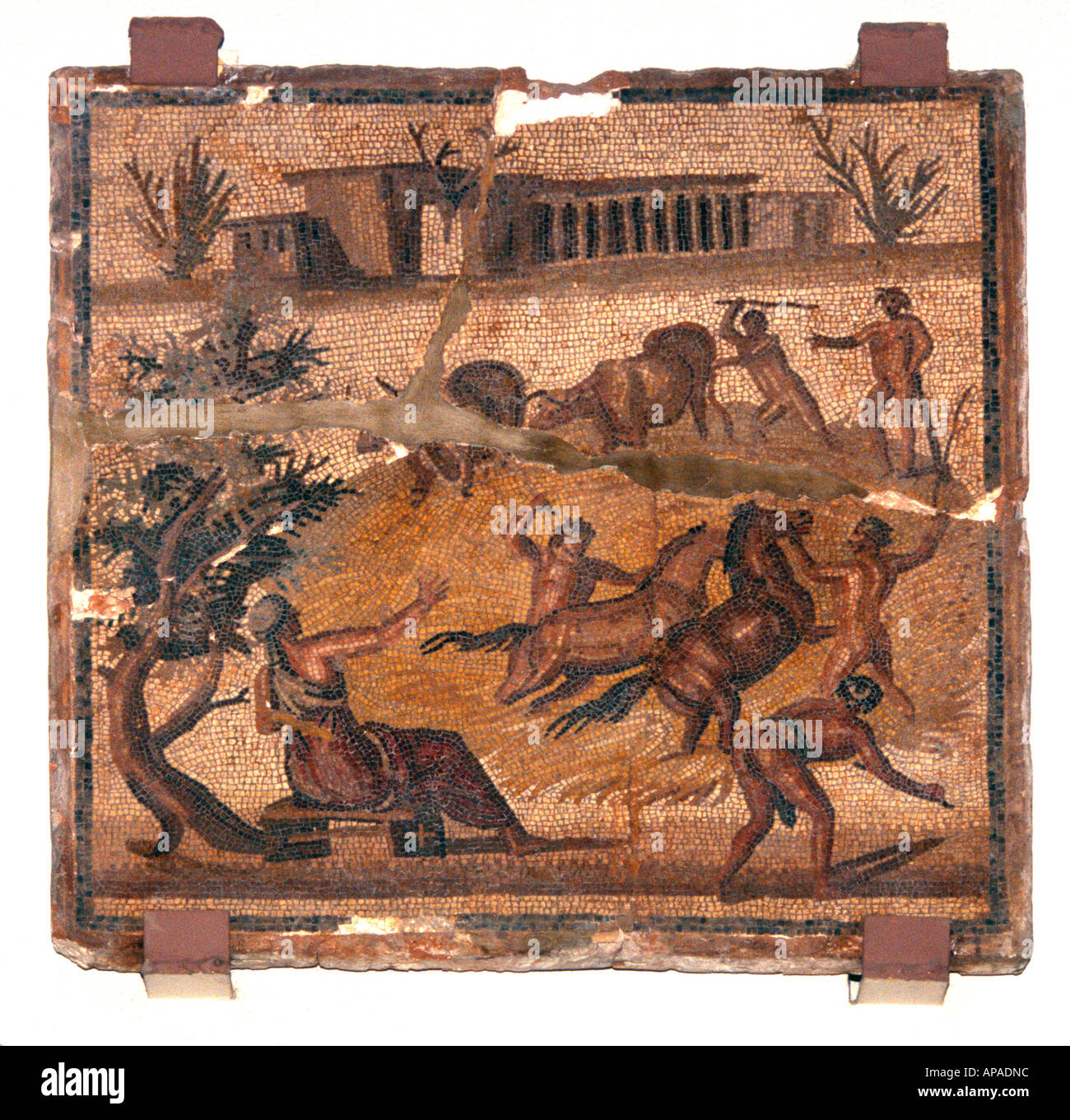 Mosaik von Athleten zähmen Pferde, Römerzeit, Libyen Stockfoto