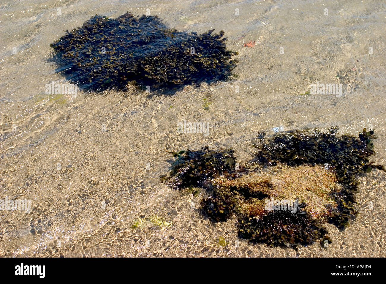 Algen im Wasser Stockfoto
