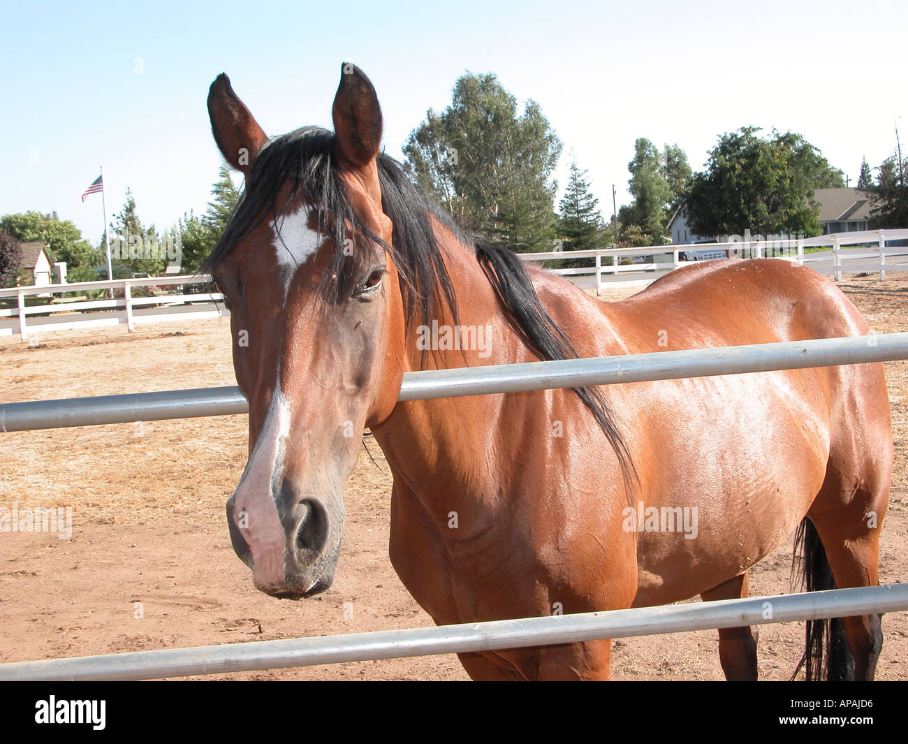 Reno ein American quarterhorse Stockfoto