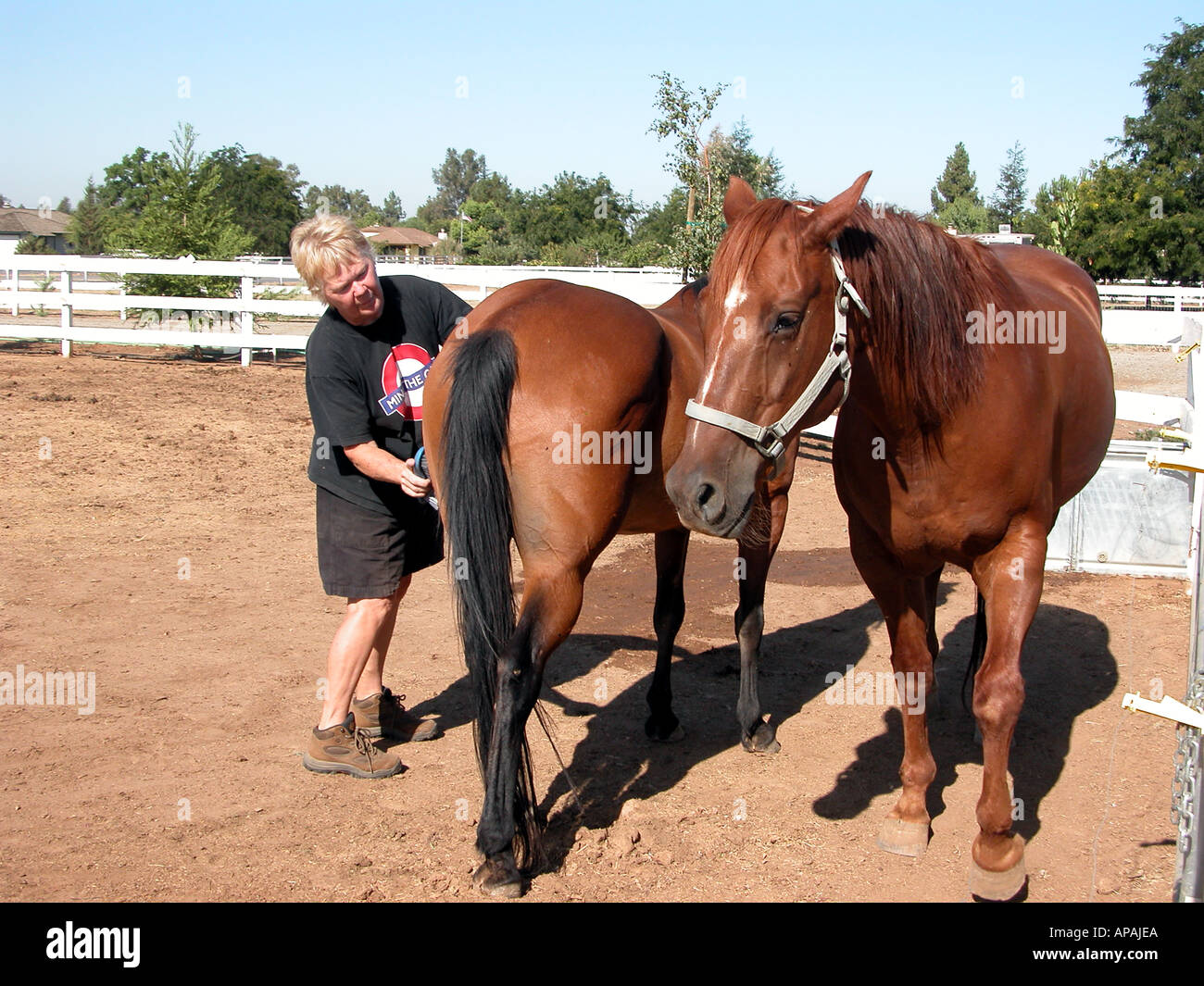 Aktiv 50 + Amerikanerin Pflege für ihr Pferd Quarterhorse Stockfoto
