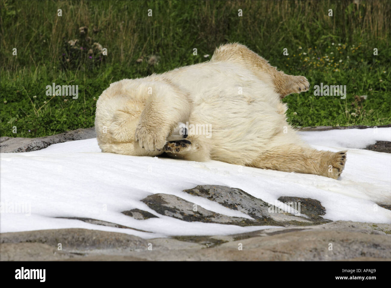 Eisbär Ursus Maritimus Rollen auf dem Rücken in Schnee bedeckt die Augen mit seinen Tatzen Stockfoto