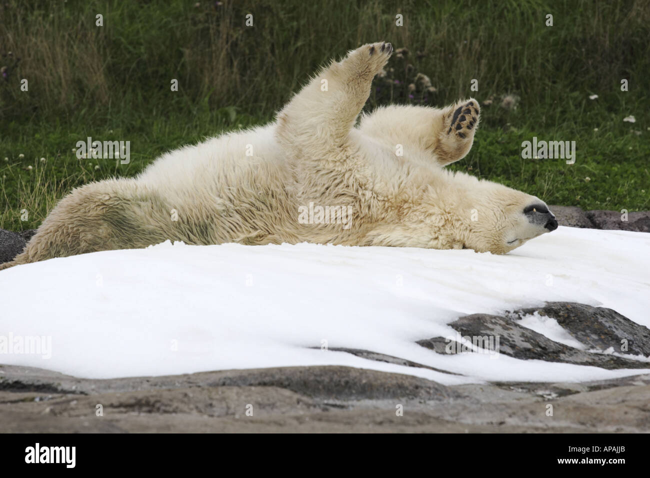 Eisbär Ursus Maritimus Rollen auf dem Rücken im Schnee Stockfoto