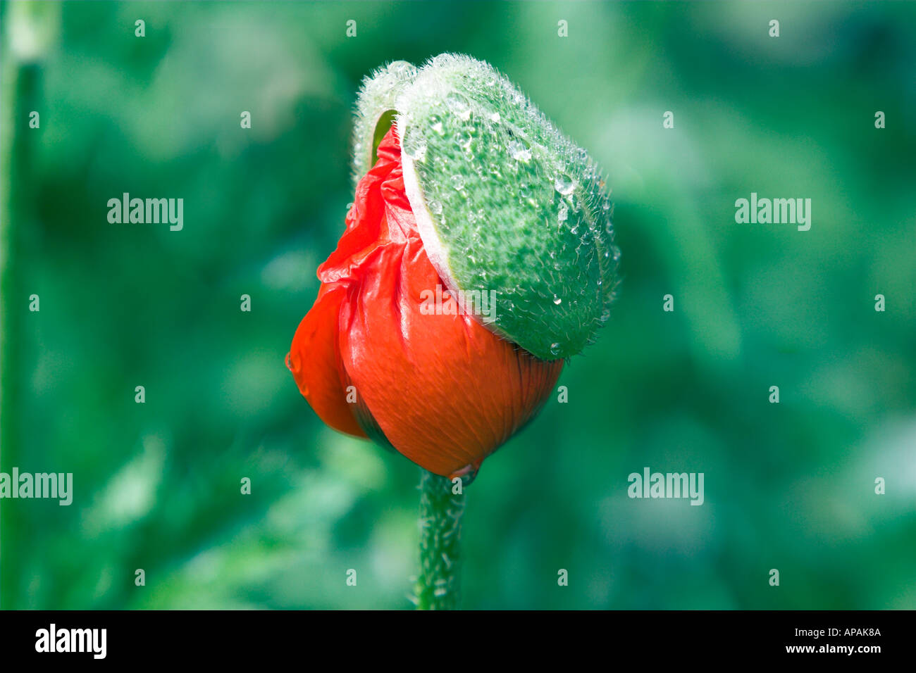 Mohn-Eröffnung Stockfoto