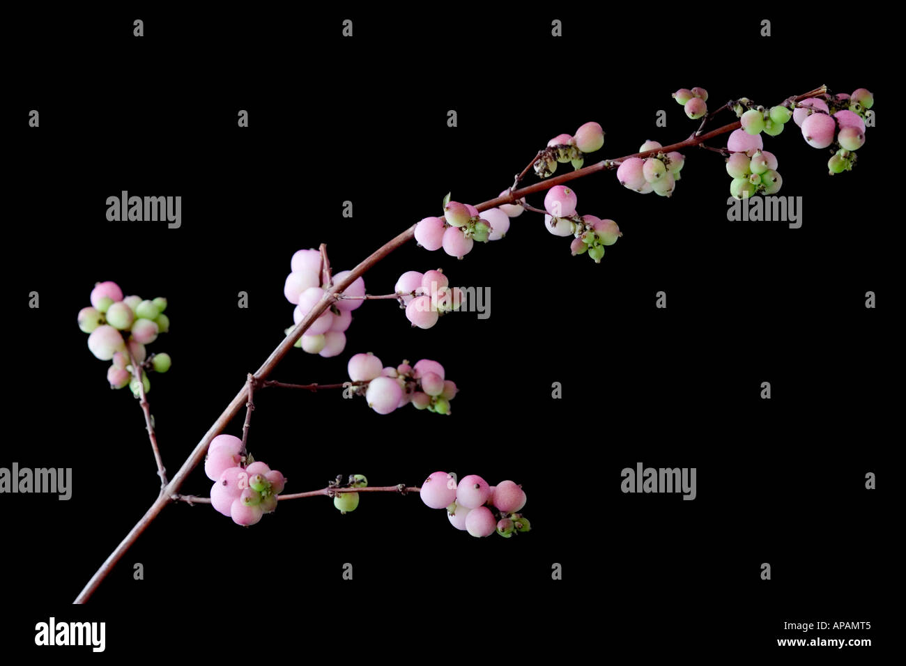 Snowberry / Coralberry Symphoricarpos Doorenbosii "Perlmutt" Stockfoto