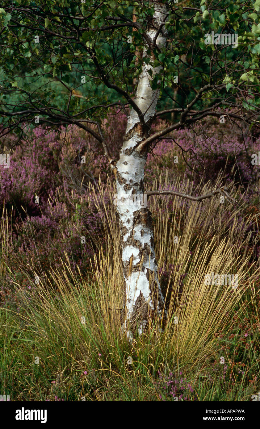 Birke Baum und Heather auf Chobham gemeinsam, in der Nähe von Chobham, Surrey, England, UK Stockfoto