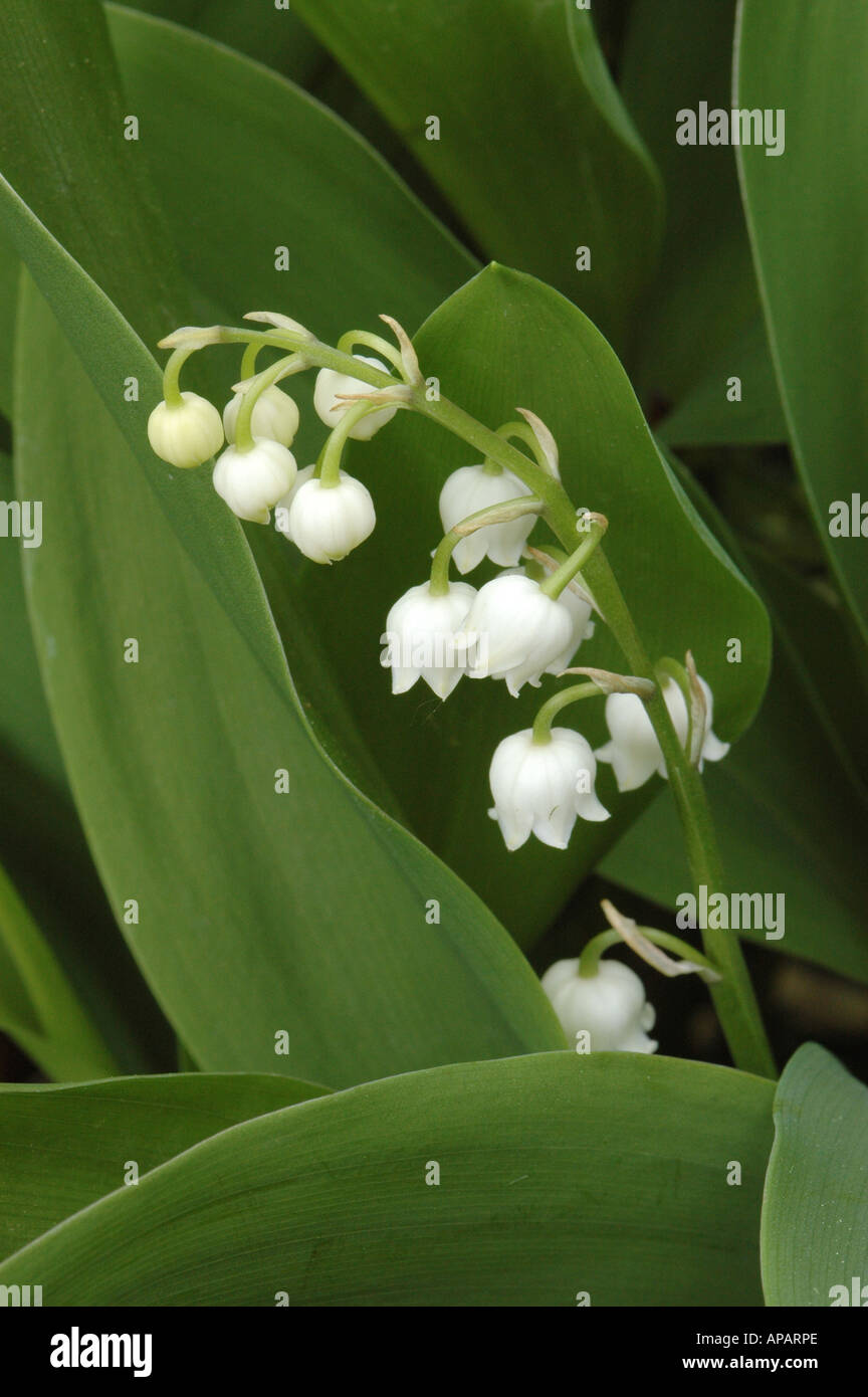 Maiglöckchen Blumen und Schnittgrün Stockfoto