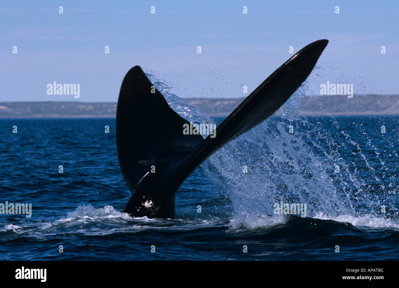 Heck des südlichen Glattwal (Eubalaena Cyclopoida) auf Tauchen, Valdez Halbinsel, Argentinien Stockfoto