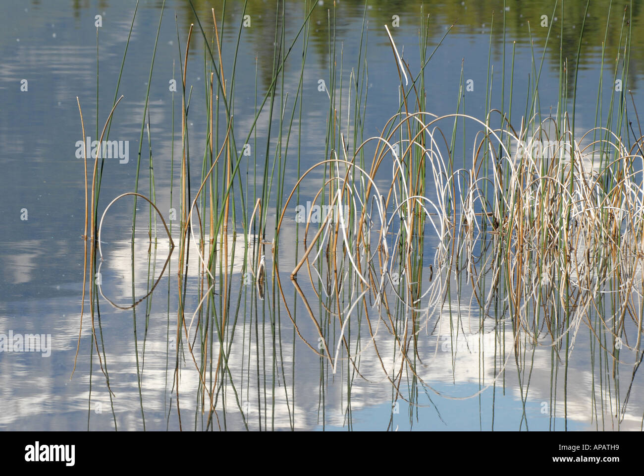Seltsam ruhig Muster der gebogenen Binsen in stillem Wasserreflexionen Stockfoto