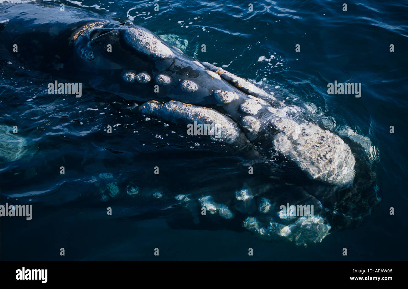 Verstöße gegen die südlichen Glattwal (Eubalaena Cyclopoida) im Nährboden, Valdez Halbinsel, Argentinien Stockfoto