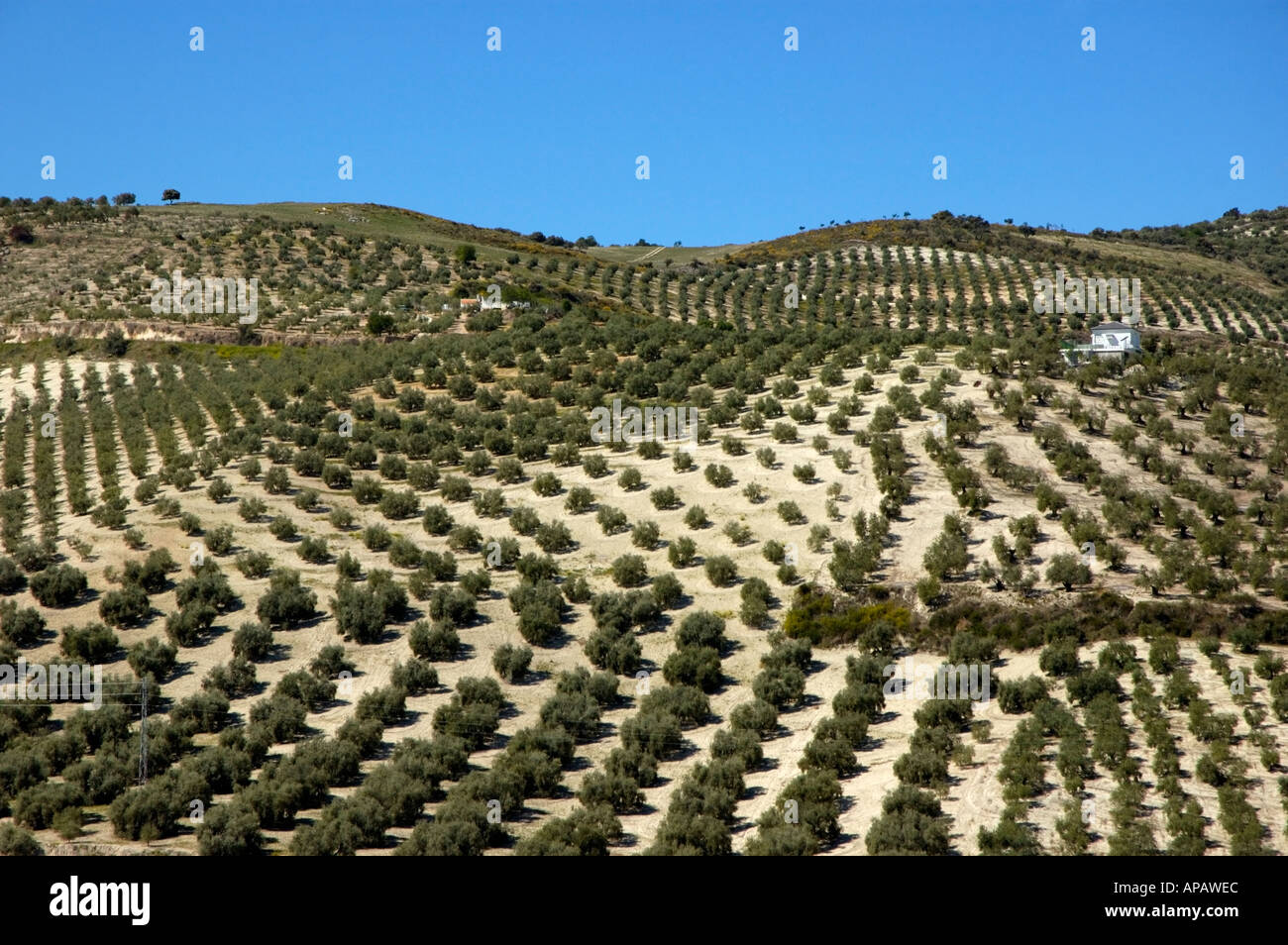 Andalusien-Landschaft - Reihen von Olivenbäumen wachsen in der Nähe des Dorfes Baena, Andalusien, Spanien. Stockfoto