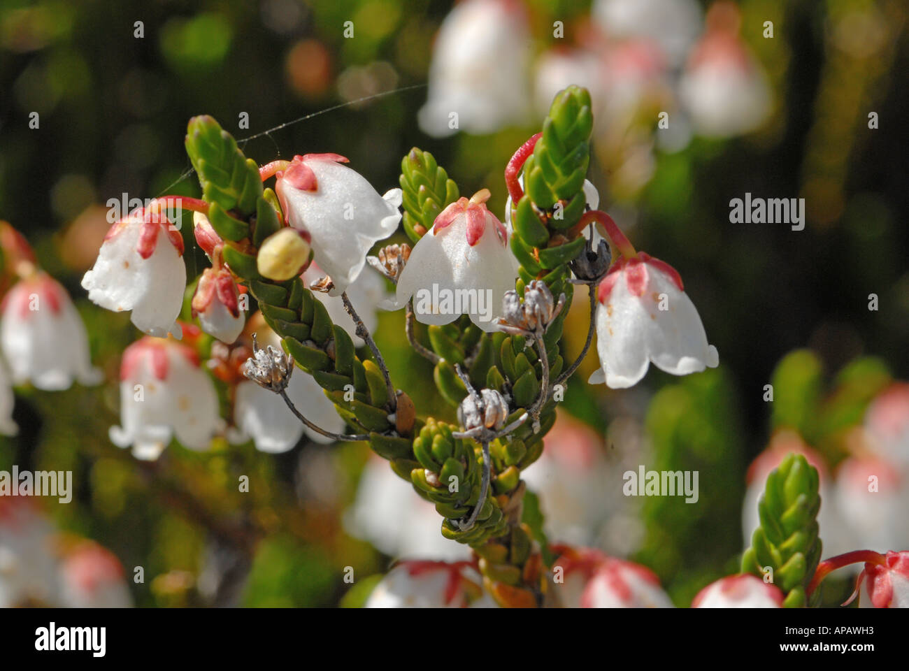 Detail der weißen Heather Stockfoto