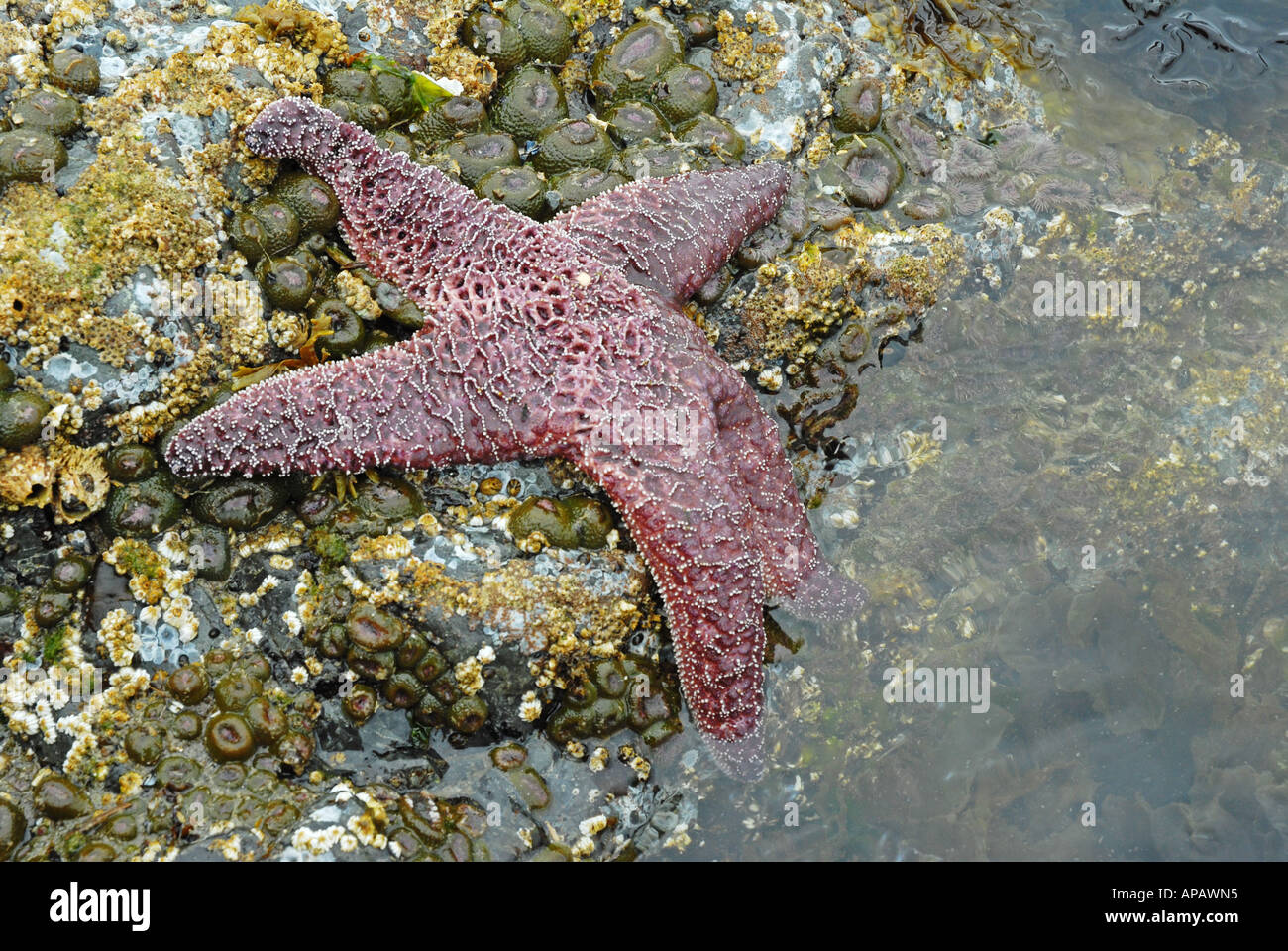 Klassisches Portrait einer Ocker Sea Star (Pisaster Ochraceus) Stockfoto