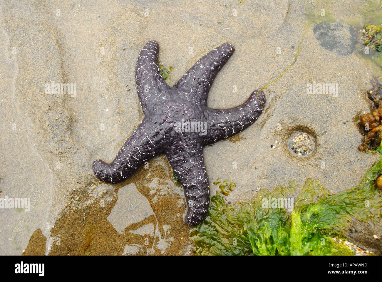 Klassisches Portrait einer Ocker Sea Star (Pisaster Ochraceus) Stockfoto