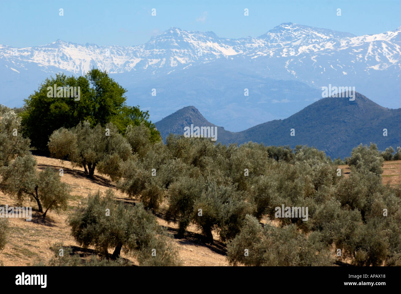 Spanien, Andalusien-Landschaft - Felder von Olivenbäumen gegen die schneebedeckten Berge der Alpujarras in der Nähe von Granada, Andalusien Stockfoto