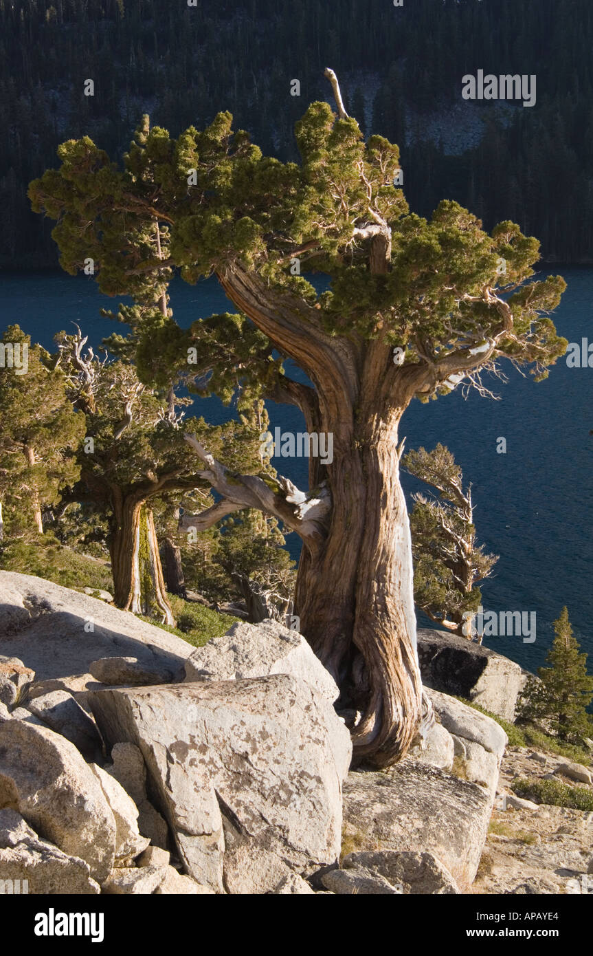 alten verwitterten knorrige Kiefer wächst aus einem Haufen von Granit in Verwüstungwildnis in der Sierra Nevada-Kalifornien Stockfoto