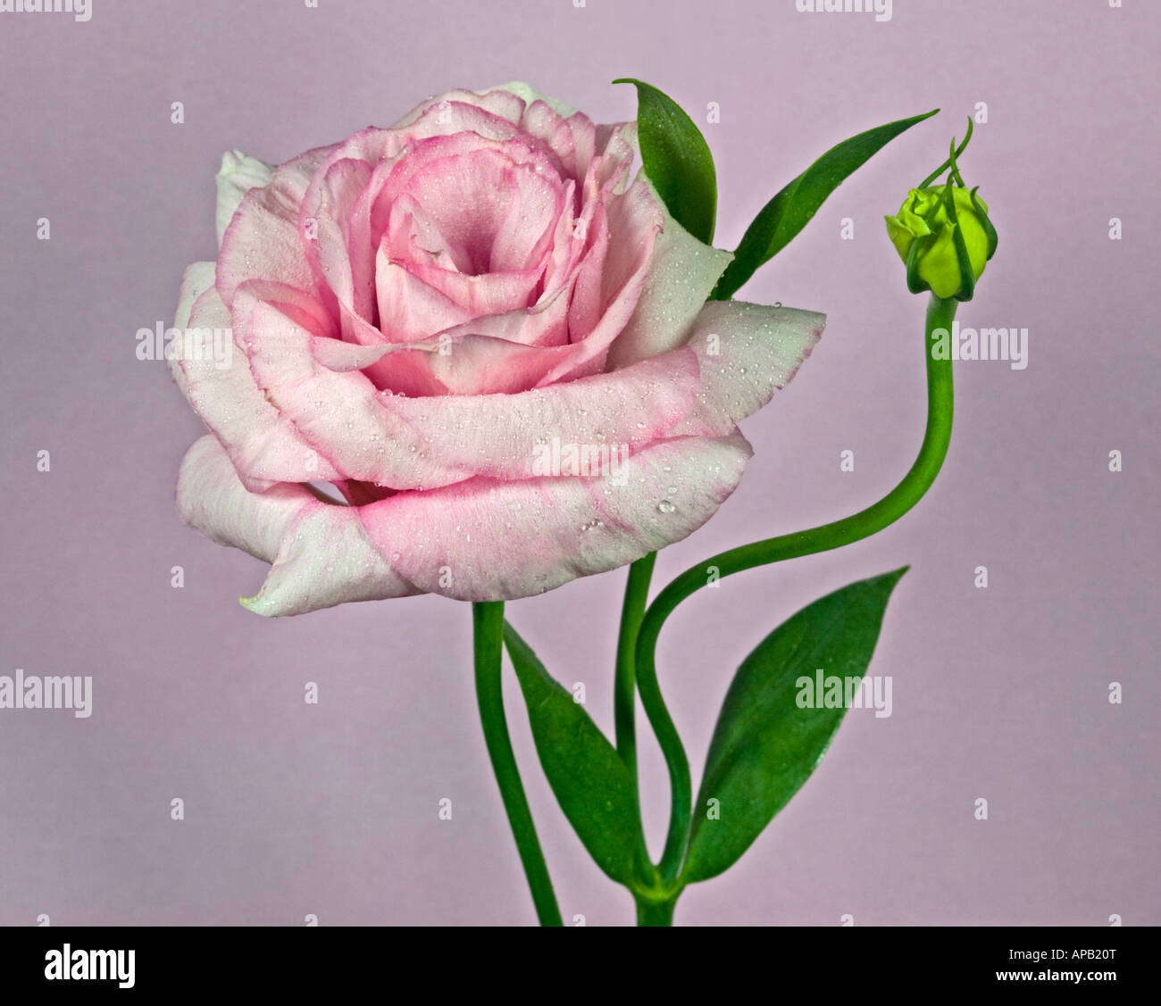 Rosa Lisianthus Stockfoto