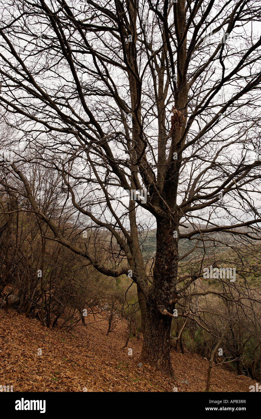 Die Golan-Höhen türkische Eiche Quercus Cerris auf Einfassung Hermon Stockfoto