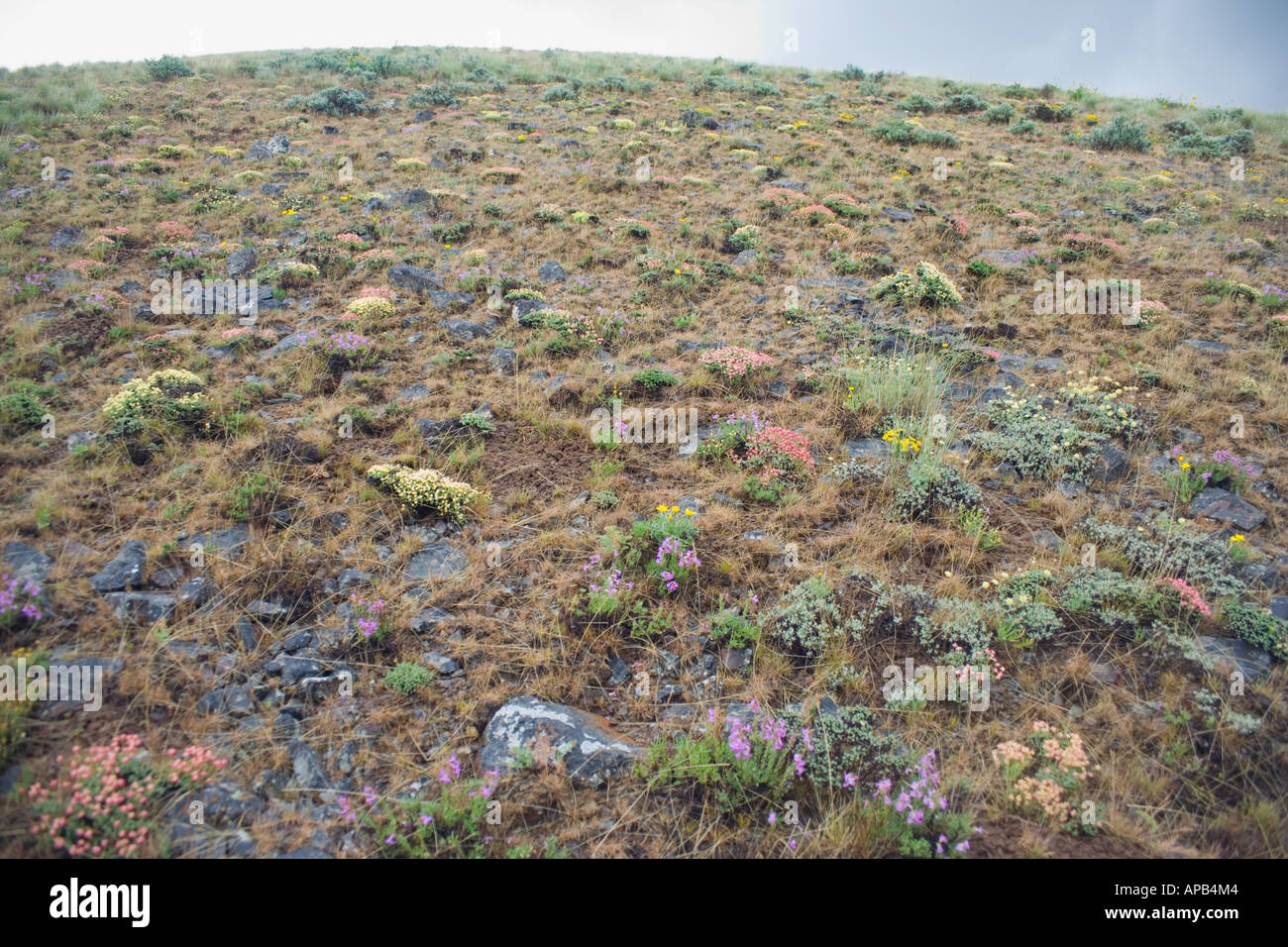 Hang im Frühjahr auf Umptanum Ridge eastern Washington USA Stockfoto