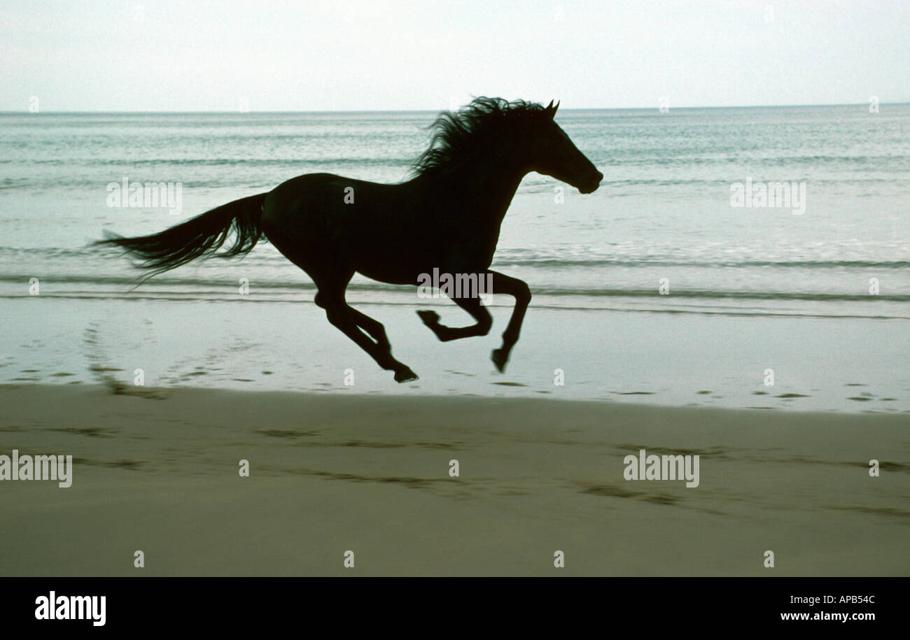 Schwarzen Pferderennen an unberührte britischen Küste entlang zu galoppieren Stockfoto