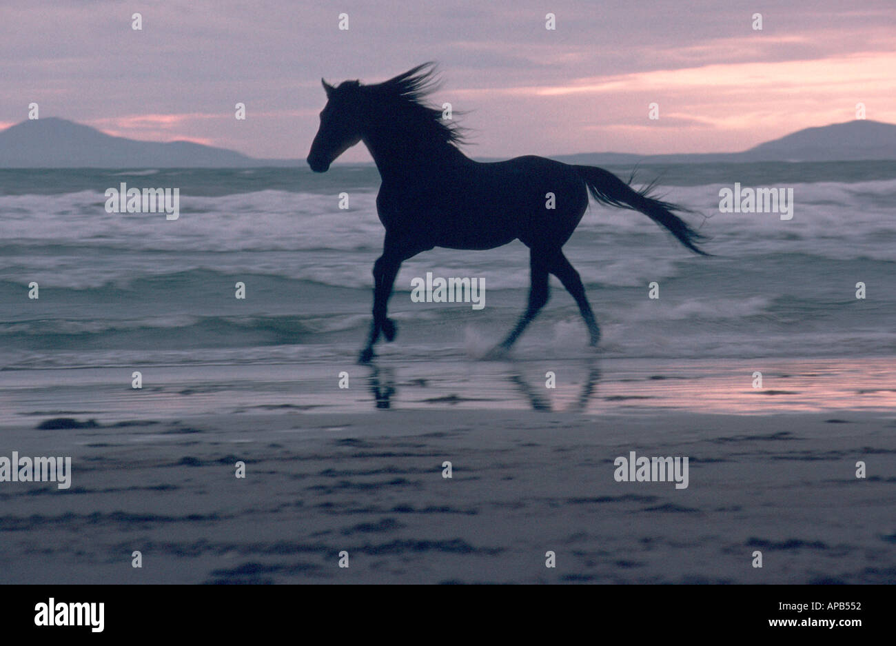 Schwarzes Pferd am Strand Stockfoto