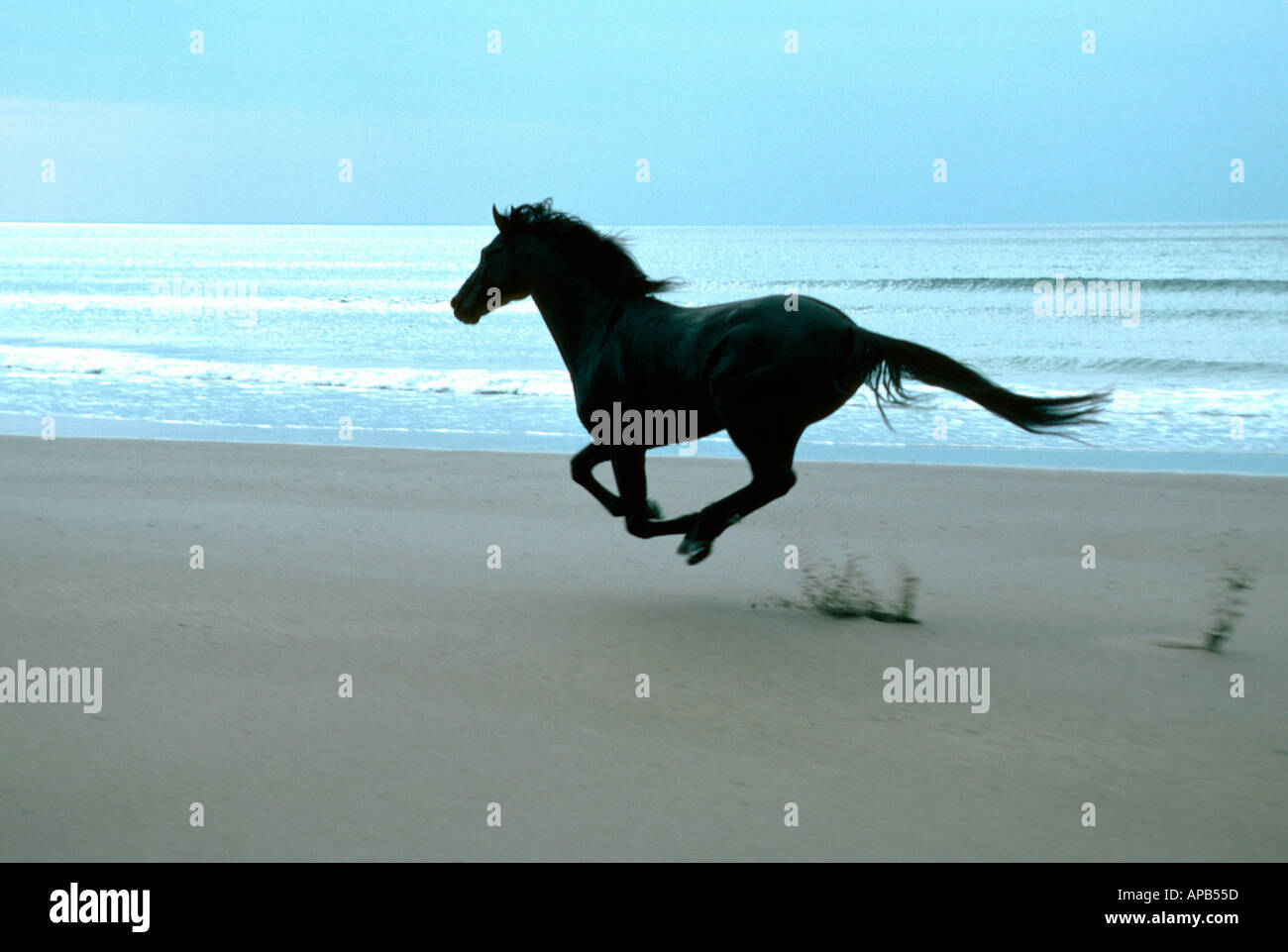 Schwarzes Pferd im Galopp Rennen am Meer Stockfoto