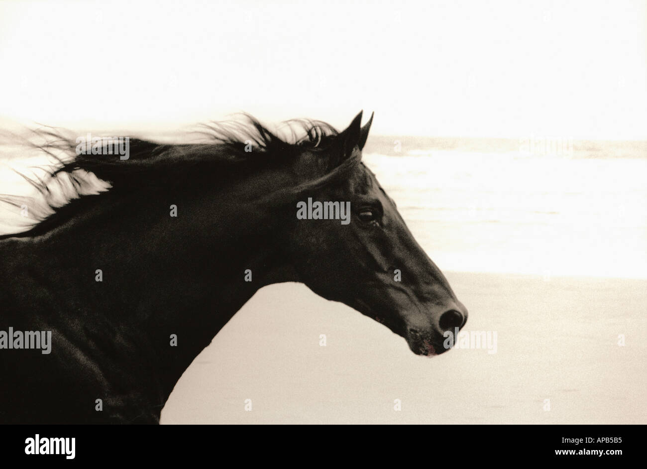 Nahaufnahme des Kopfes ein schwarzes Pferd im Galopp am Strand Stockfoto