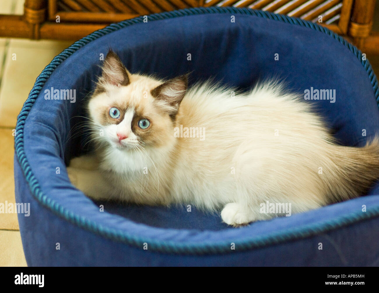 Lucy eine drei Monate alte weibliche Ragdoll Katze Kätzchen ruht in ihrem blauen Bett Stockfoto