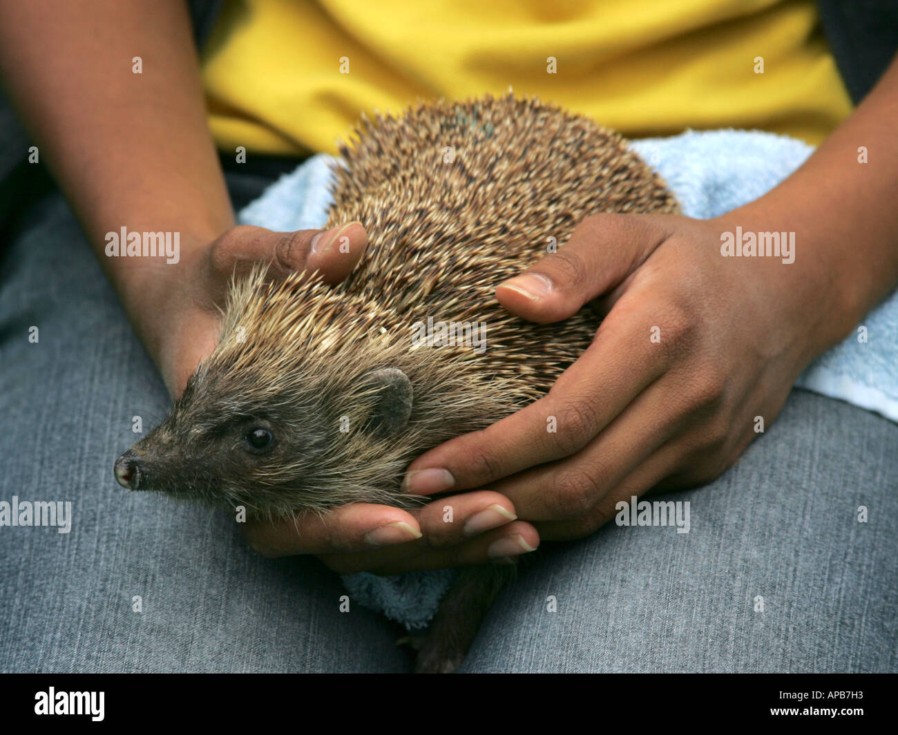Einen verletzten Igel wird in eine Tierklinik statt. Stockfoto