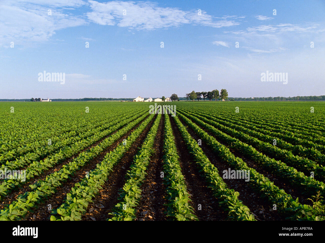 Landwirtschaft - Mitte Wachstumsfeld konventionelle Bodenbearbeitung Sojabohnen mit einem Bauernhof in der Ferne / MIssouri, USA. Stockfoto